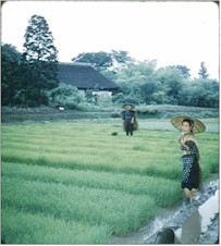 riceseedling.jpg (16938 bytes)